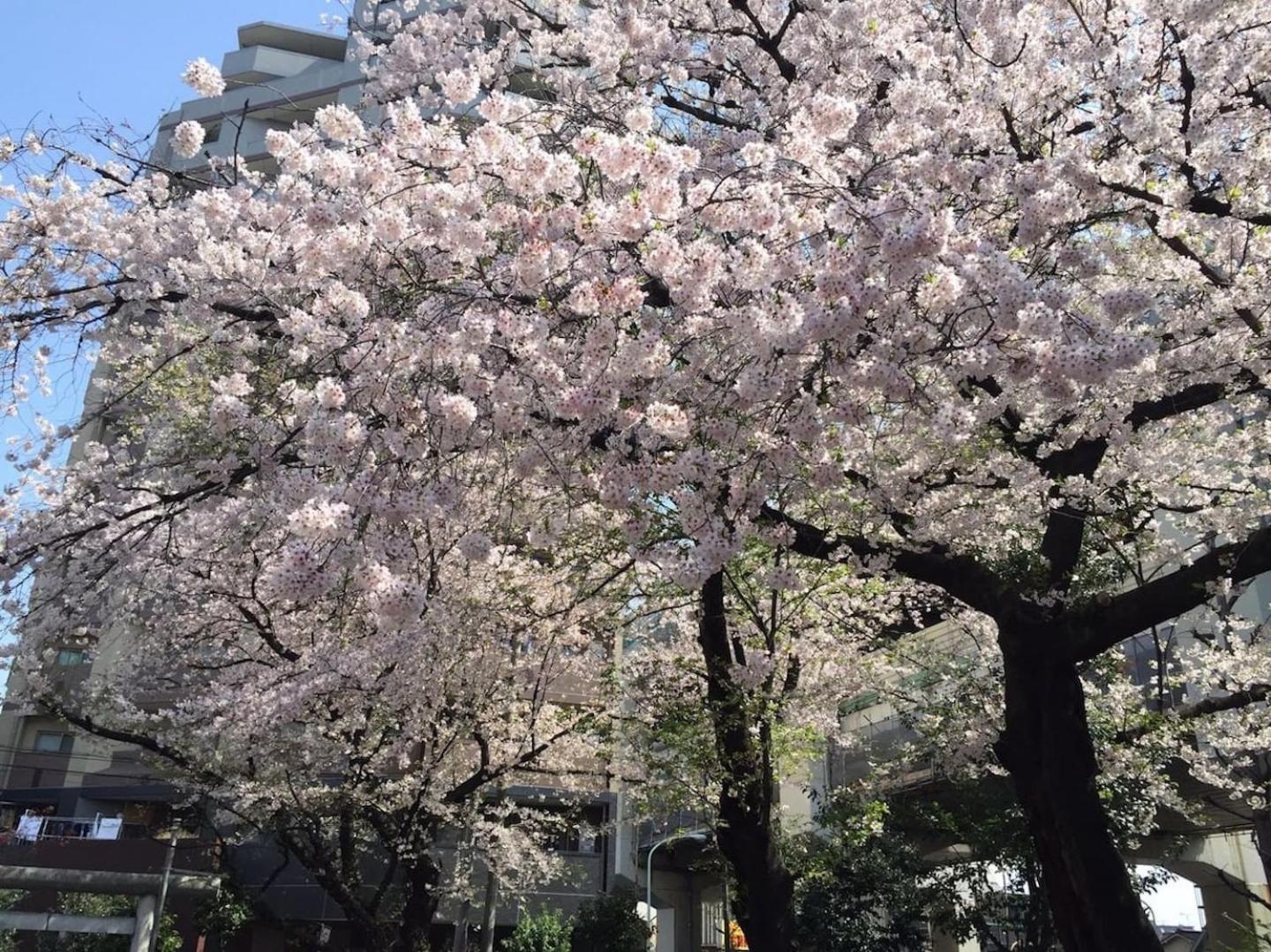 Building A101 / Vacation Stay 1275 도쿄 외부 사진